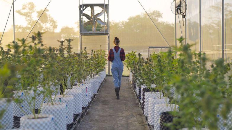 A woman walks between rows of cannabis plants